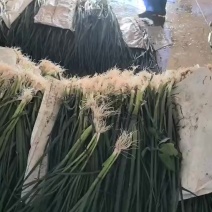 干蒜苗，水洗蒜苗