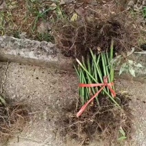 药食同源七叶覆盆子苗
