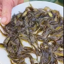 黄骨鱼苗，黄丫头，杂交黄骨鱼苗，黄辣丁鱼苗，黄骨水花