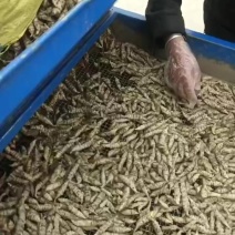 螺丝菜