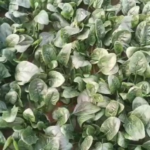 大棚菠菜大量供应，质量保证