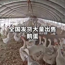 鹅蛋