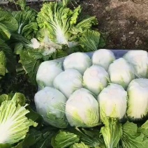 精品大白菜继续热销中