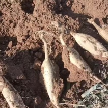 新鲜葛根现货鲜货规格齐全对接中药材市场需要联系