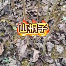 山桐子