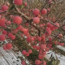 苹果