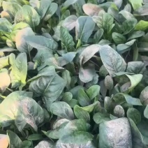 大叶菠菜