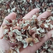 中小个头粉木耳自产自销粉木耳足干好货粉木耳无根粉木耳批发