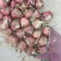 精品红葱