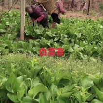新鲜采摘的白菜苔，诚信经营，服务三农