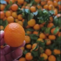 正宗广西荔浦砂糖橘大量供应需要的老板速度联系！！