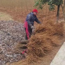 栾树苗裸根苗规格齐全量大价优需要联系