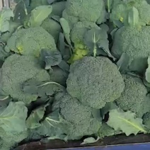 西兰花耐寒西南花西蓝花保质保量量大从优支持发