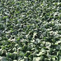 趴地菠菜木耳菠菜现采现发货源充足