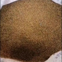 黄连种子
