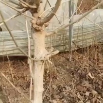 桑椹树