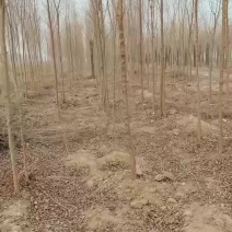 榆树