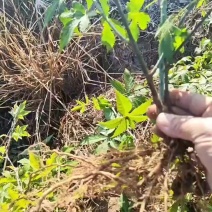 覆盆子苗