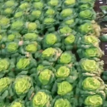 黄心菜。香芹