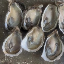 广东当季本地大白蚝，脆蚝肉，火锅必备神器，潮州牡蛎生蚝肉