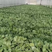 自产自销，便宜甩卖，本人专业种植广东菜心，长年不缺货