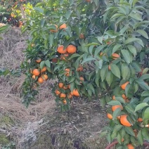 【正宗福安高山沙糖桔】无籽皮薄表皮颜色上乘产地代收质量