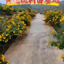 黄花槐2公分基地常年大量批发供应，货源充足手续齐全