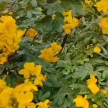 黄花槐杯苗培育基地常年大量批发提供