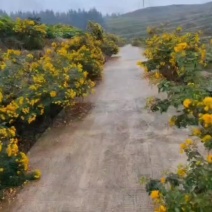 2公分黄花槐树苗基地常年大量批发供应