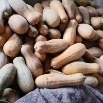 密本老南瓜。云南海南都有。需要的可以联系。