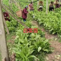 田间地头就是舞台，新鲜白菜苔正在继续采摘中