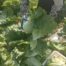 精品球生菜