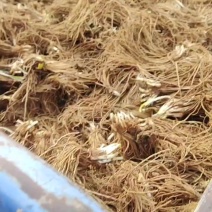 新鲜的二茬韭菜根上市了