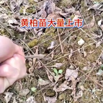 厚皮川黄柏苗预订