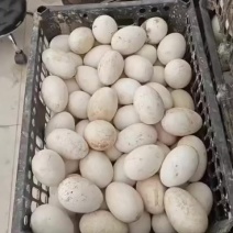 鹅蛋