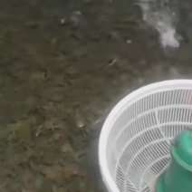 东北林蛙