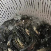 草鱼苗订单发货提供服务对接全国下单