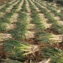 铁杆大葱