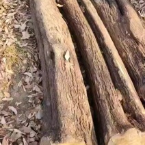 精品黄栌木