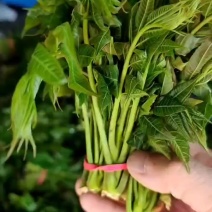 大棚反季节种植香椿芽儿青州基地直供