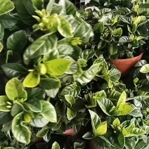 栀子花