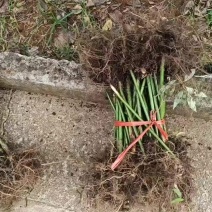 覆盆子苗
