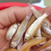 金丝草鱼