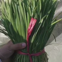 大叶韭菜上市中，电商，食品厂，市场货，