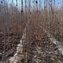 法桐苗
