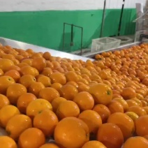 玫瑰香橙