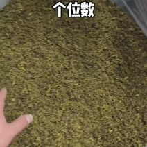 手工黄金芽有1200斤38元1斤