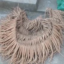 精挑鲜货中条