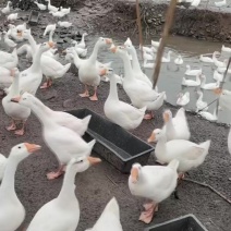 有需要散养三花鹅的7-800只***********