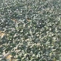 精品趴地菠菜